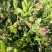 花儿柴花花柴种籽蜜源四季植物树草花种子护坡固土