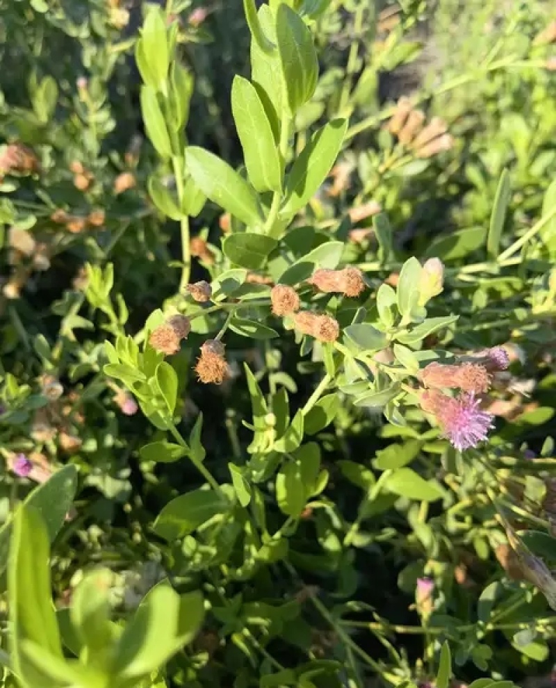 花儿柴花花柴种籽蜜源四季植物树草花种子护坡固土