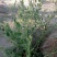 花儿柴花花柴种籽蜜源四季植物树草花种子护坡固土