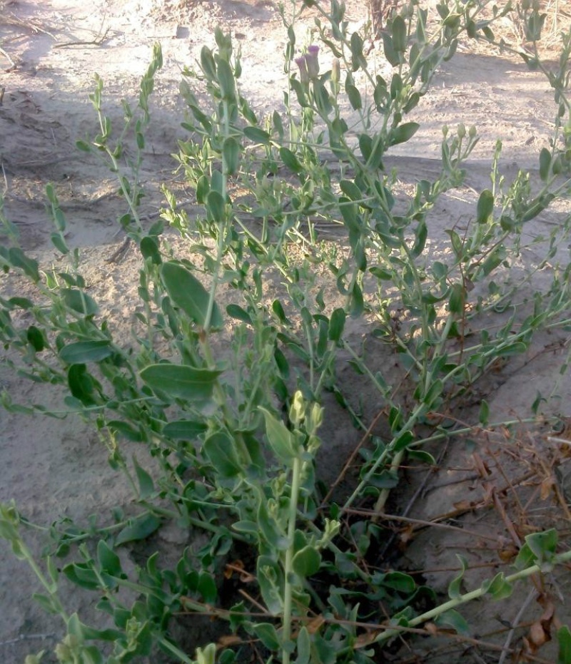 花儿柴花花柴种籽蜜源四季植物树草花种子护坡固土