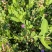 花儿柴花花柴种籽蜜源四季植物树草花种子护坡固土