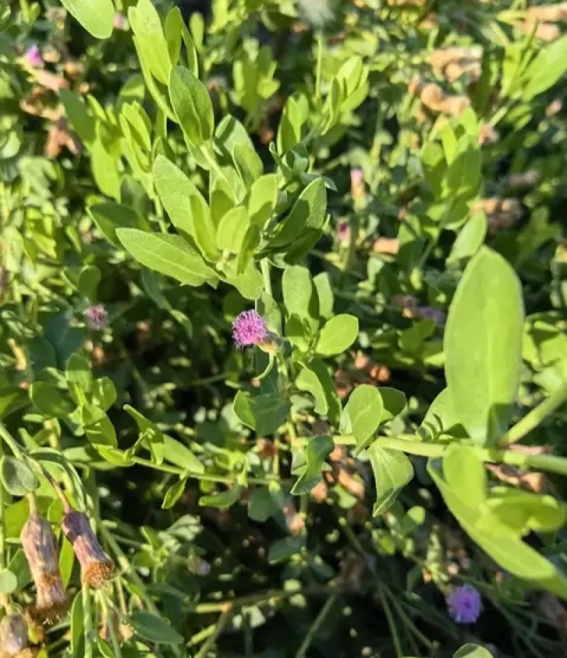 花儿柴花花柴种籽蜜源四季植物树草花种子护坡固土