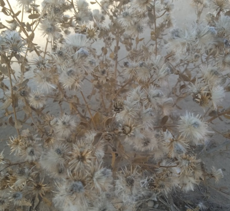花儿柴花花柴种籽蜜源四季植物树草花种子护坡固土