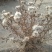 花儿柴花花柴种籽蜜源四季植物树草花种子护坡固土