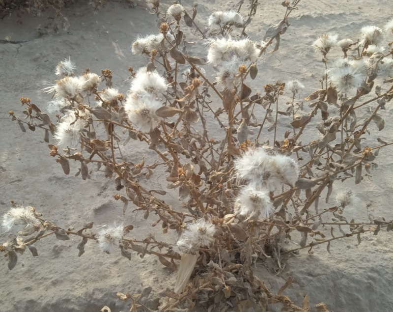 花儿柴花花柴种籽蜜源四季植物树草花种子护坡固土