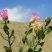 花儿柴花花柴种籽蜜源四季植物树草花种子护坡固土