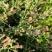 花儿柴花花柴种籽蜜源四季植物树草花种子护坡固土