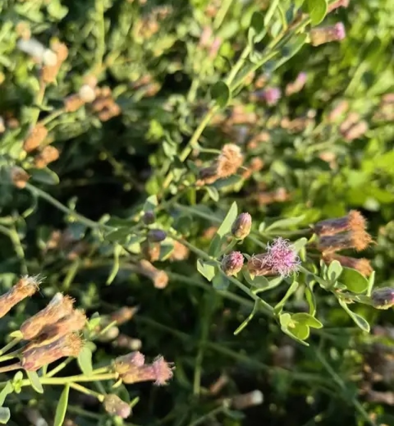 花儿柴花花柴种籽蜜源四季植物树草花种子护坡固土