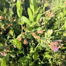 花儿柴花花柴种籽蜜源四季植物树草花种子护坡固土