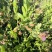 花儿柴花花柴种籽蜜源四季植物树草花种子护坡固土