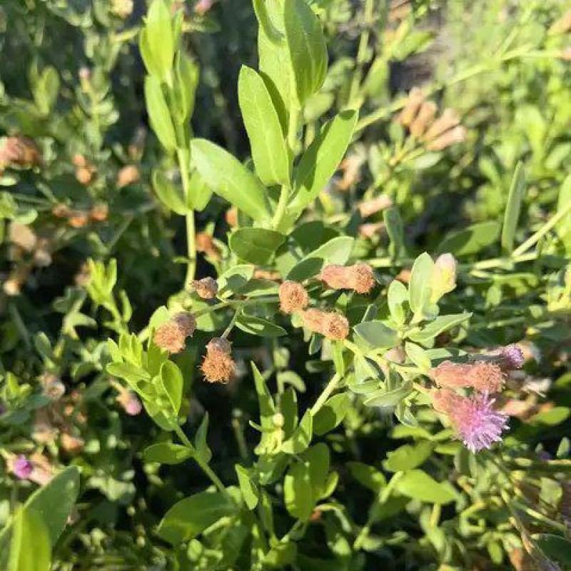 花儿柴花花柴种籽蜜源四季植物树草花种子护坡固土