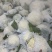 （热卖）四川精品松花菜，80小米花，一手货源，对接全国