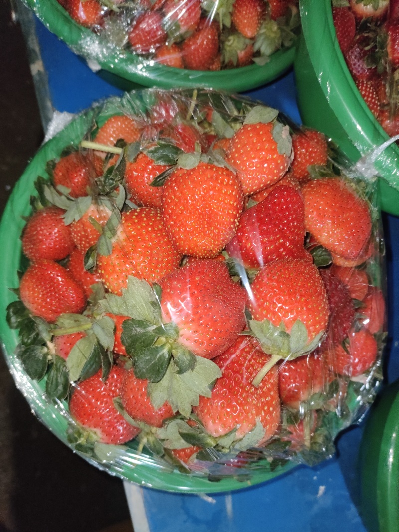 黑珍珠草莓，隋珠草莓