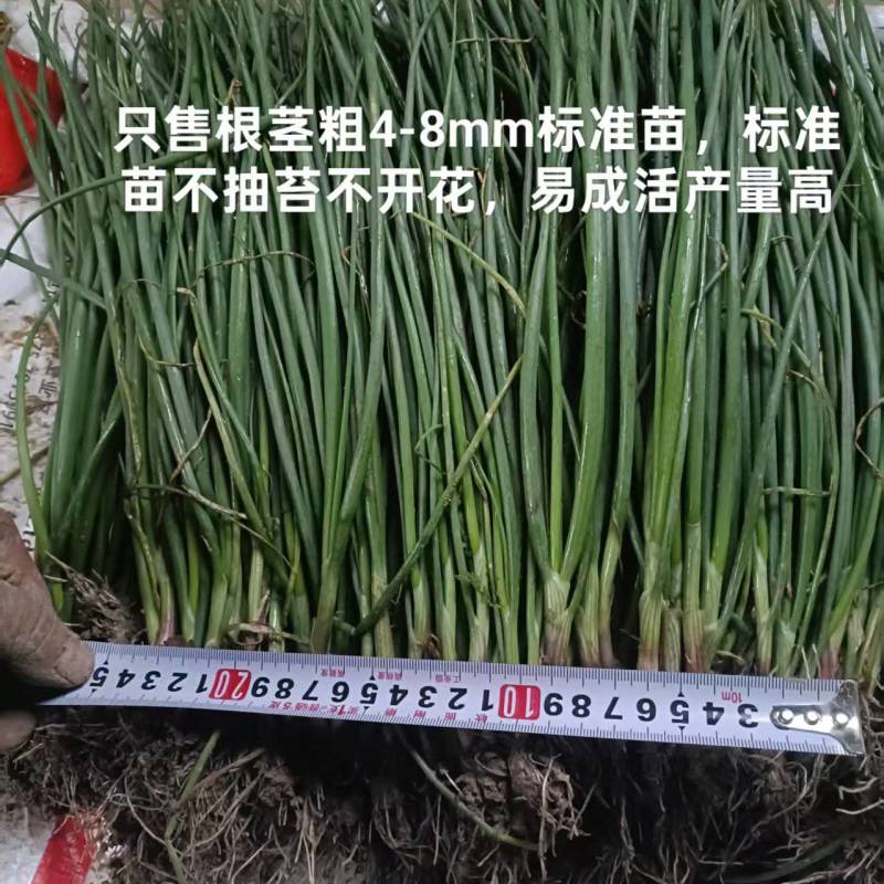 优质洋葱苗，苗高20-30cm.易栽易成活，重质量守信誉