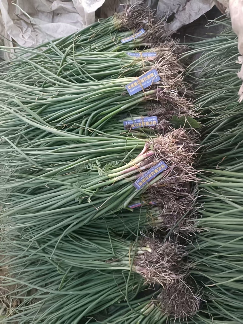 优质洋葱苗，苗高20-30cm.易栽易成活，重质量守信誉
