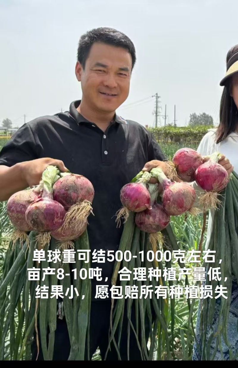 优质洋葱苗，苗高20-30cm.易栽易成活，重质量守信誉