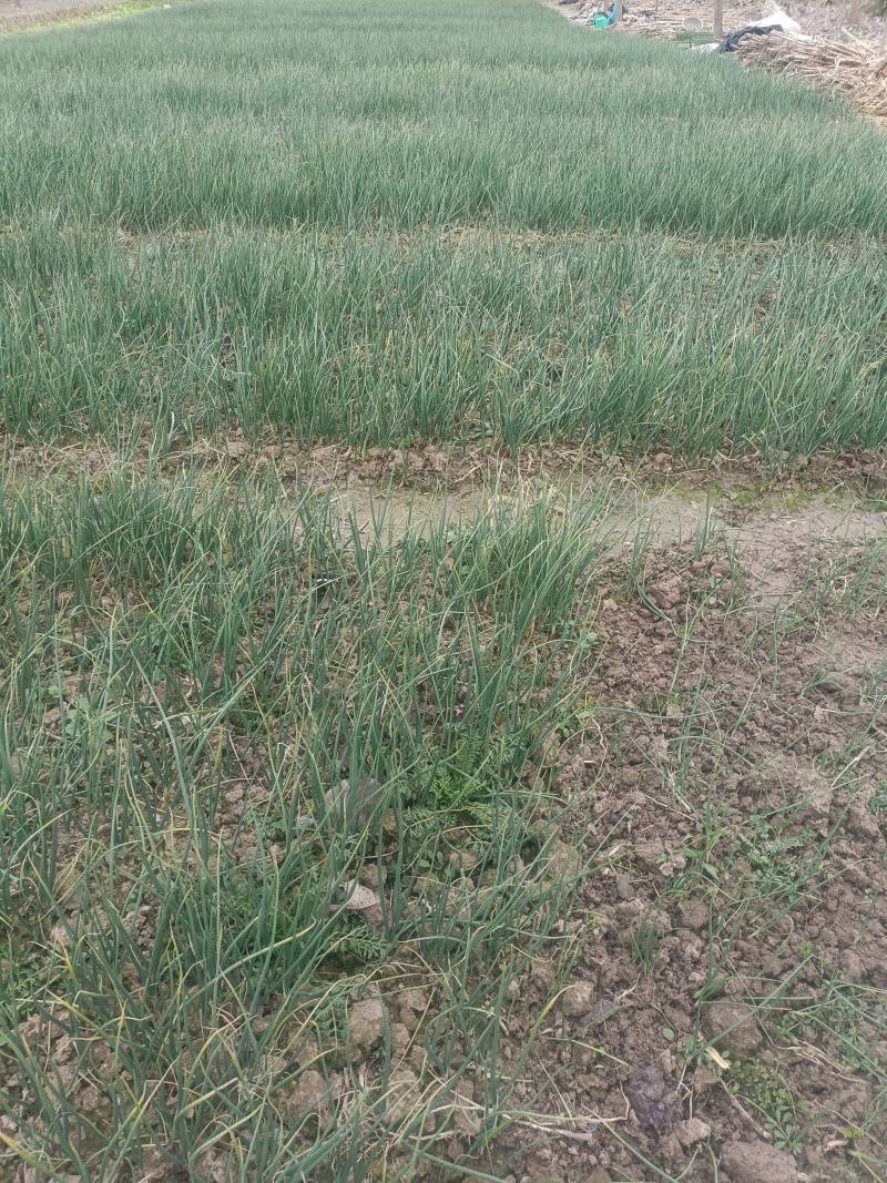 优质洋葱苗，苗高20-30cm.易栽易成活，重质量守信誉
