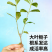 大叶栀子牡丹栀子花山栀子树景观绿化工程花卉植物