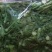 刺嫩芽水煮刺嫩芽清水刺嫩芽冻刺嫩芽