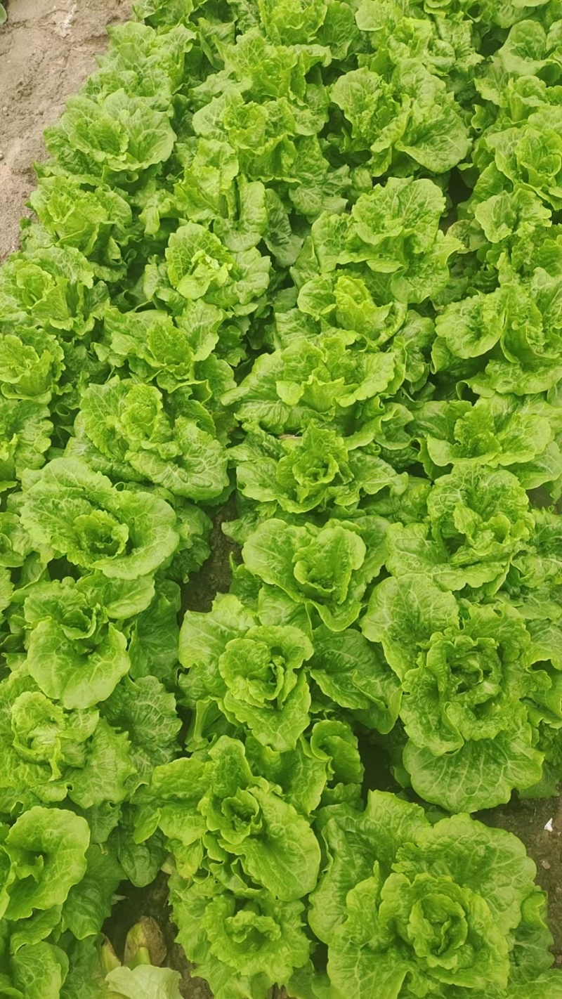 精品生菜大量供应对接商超市场社区团购欢迎来电洽谈