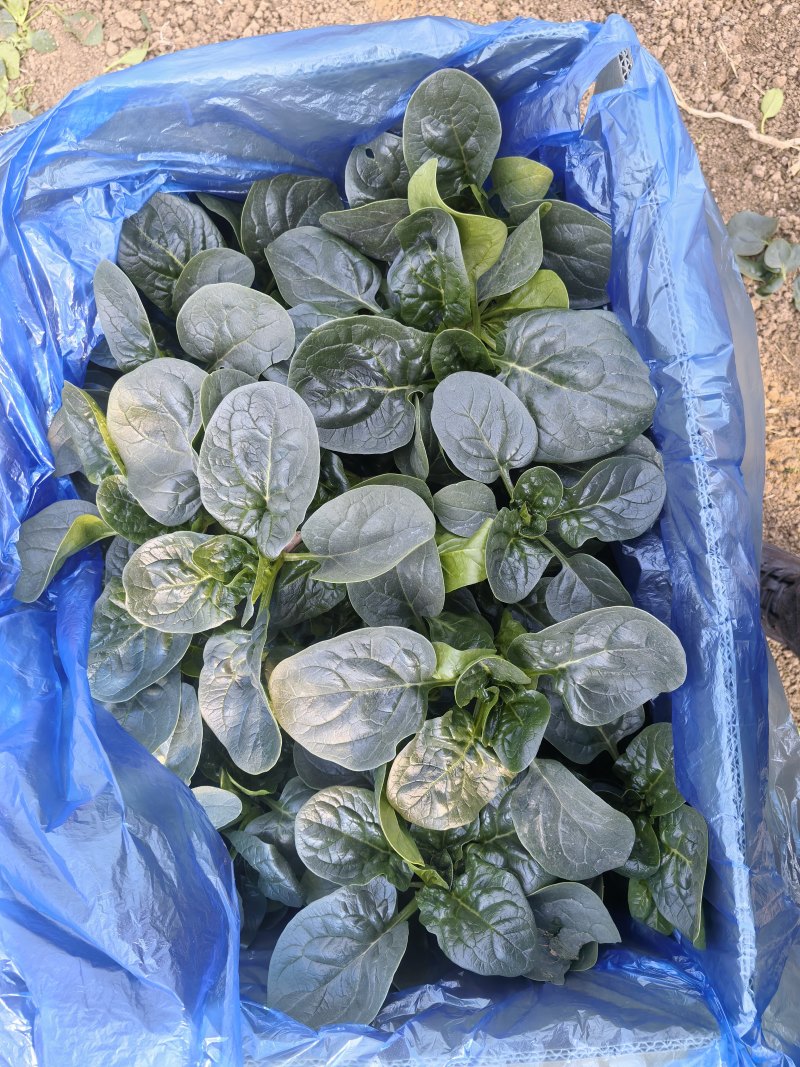 只做精品，商超，平台可供