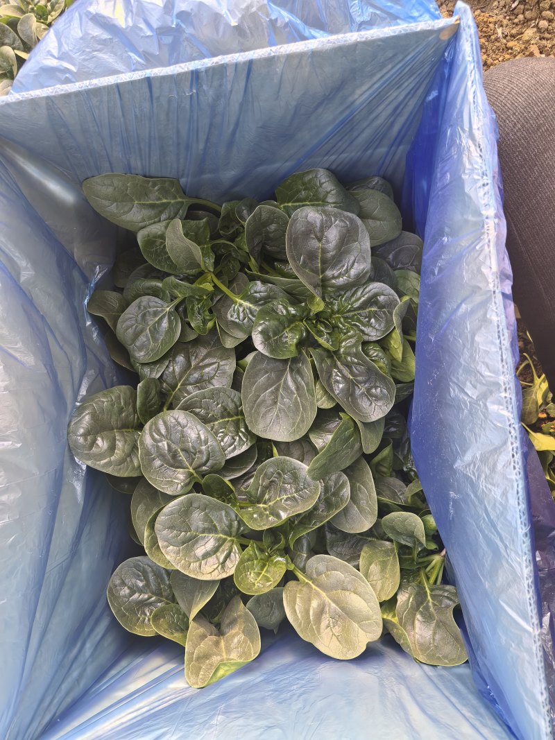 只做精品，商超，平台可供