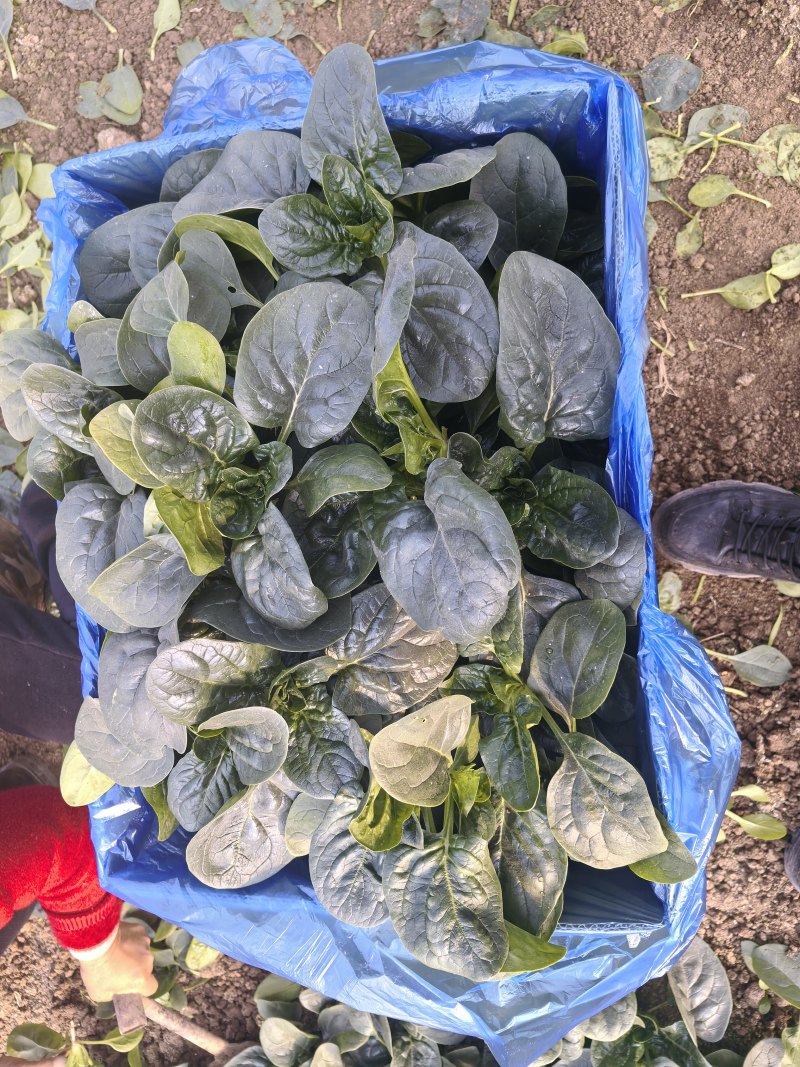 只做精品，商超，平台可供