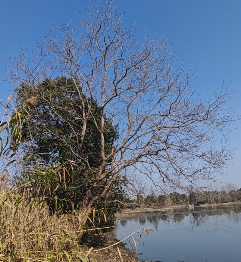 乌桕/产地直发品质好，需要老板电话联系