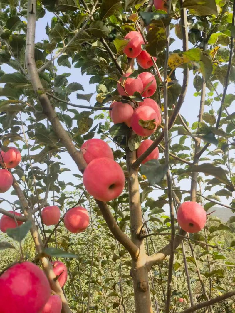维纳斯苹果苗众诚苹果苗烟富8苹果苗