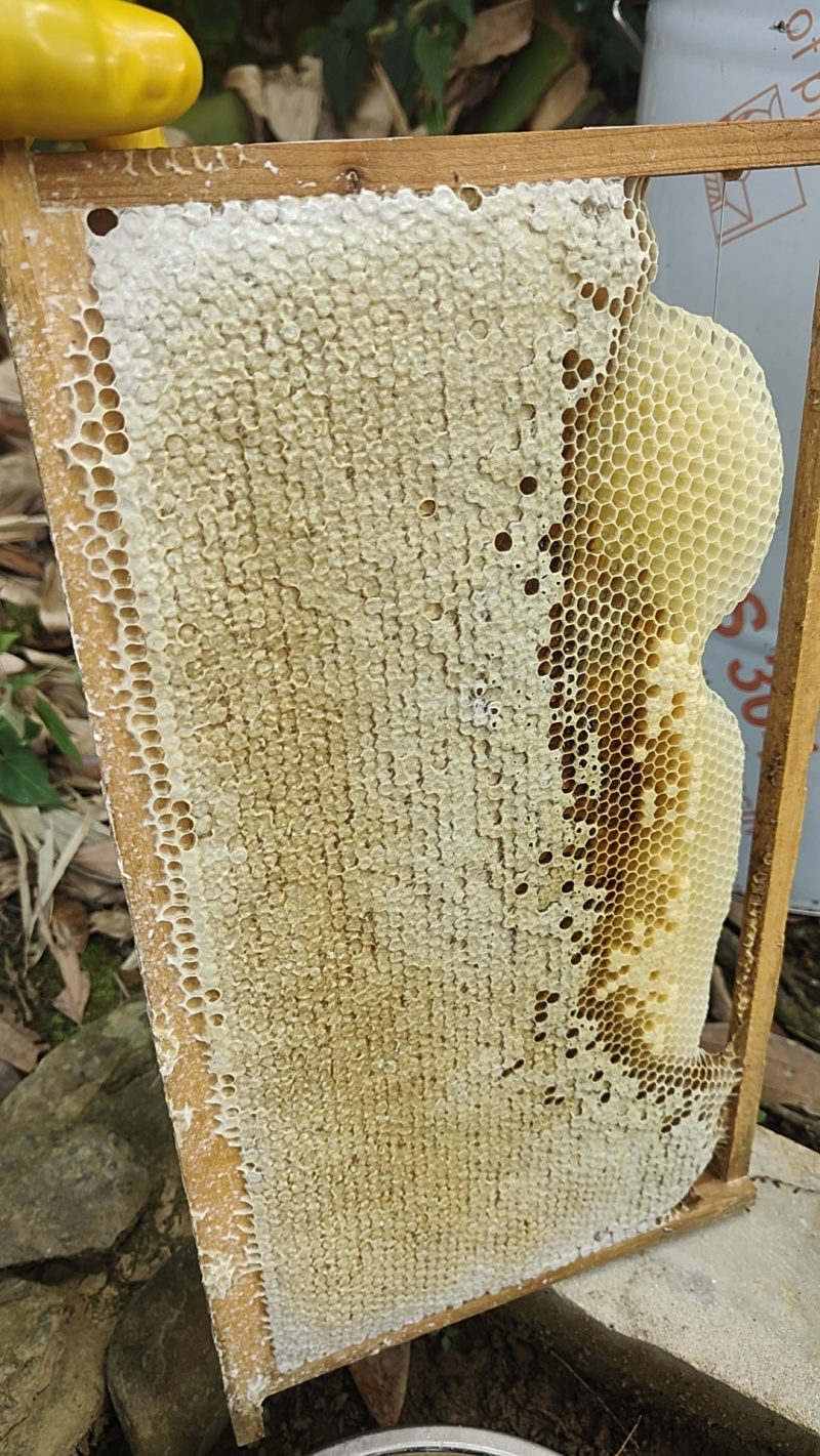 冬蜂蜜