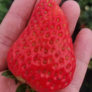 草莓章姬红颜红玉