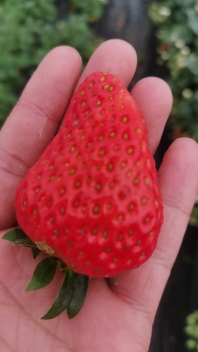 草莓章姬红颜红玉