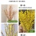 开花干枝寸寸金水培鲜切花植物插花新鲜枝条真花摆件室内客厅