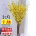 开花干枝寸寸金水培鲜切花植物插花新鲜枝条真花摆件室内客厅