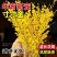 开花干枝寸寸金水培鲜切花植物插花新鲜枝条真花摆件室内客厅