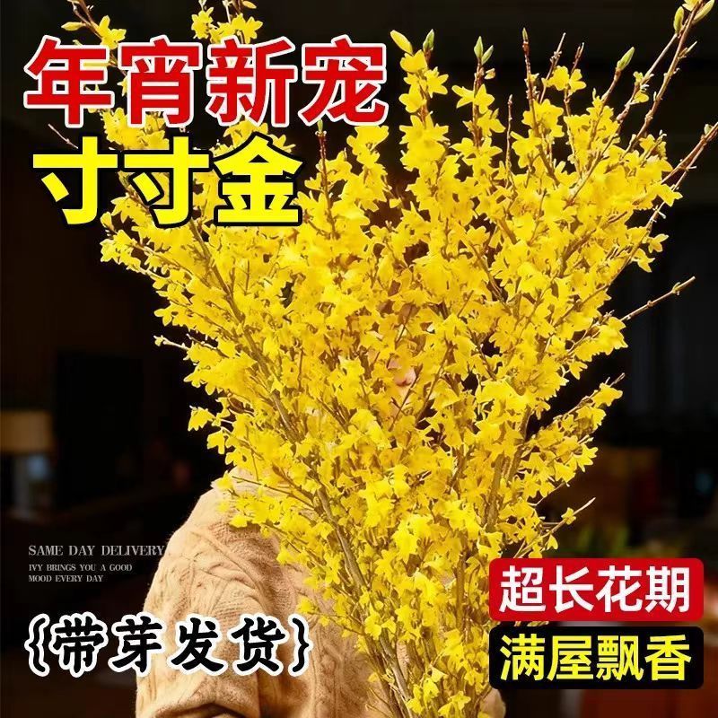 开花干枝寸寸金水培鲜切花植物插花新鲜枝条真花摆件室内客厅