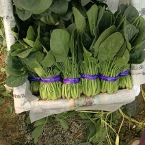 河南安阳小叶菠菜两排半20斤精装欢迎咨询电联