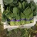 河南安阳小叶菠菜两排半20斤精装欢迎咨询电联