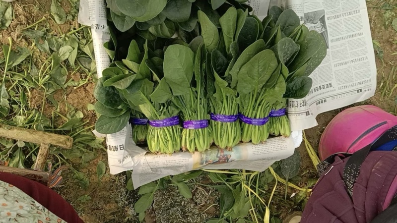 河南安阳小叶菠菜两排半20斤精装欢迎咨询电联