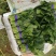 河南安阳小叶菠菜两排半20斤精装欢迎咨询电联