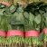河南安阳小叶菠菜两排半20斤精装欢迎咨询电联