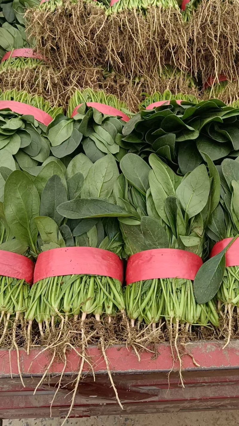 河南安阳小叶菠菜两排半20斤精装欢迎咨询电联
