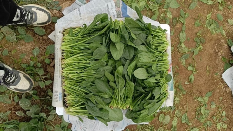 河南安阳小叶菠菜两排半20斤精装欢迎咨询电联