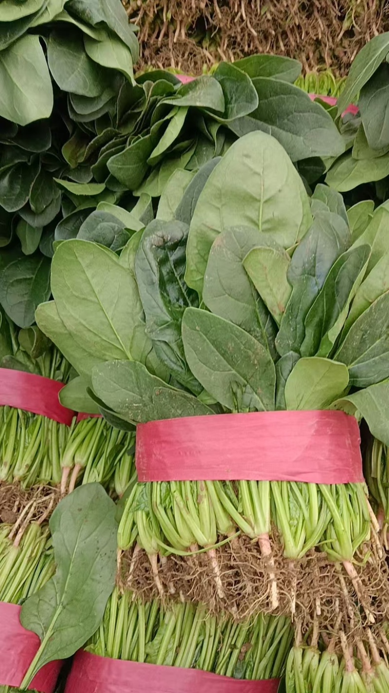 河南安阳小叶菠菜两排半20斤精装欢迎咨询电联