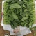 河南安阳小叶菠菜两排半20斤精装欢迎咨询电联