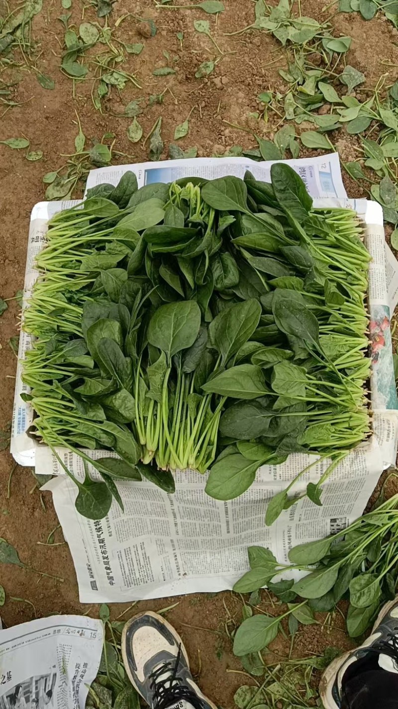 河南安阳小叶菠菜两排半20斤精装欢迎咨询电联