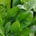 大棚菠菜