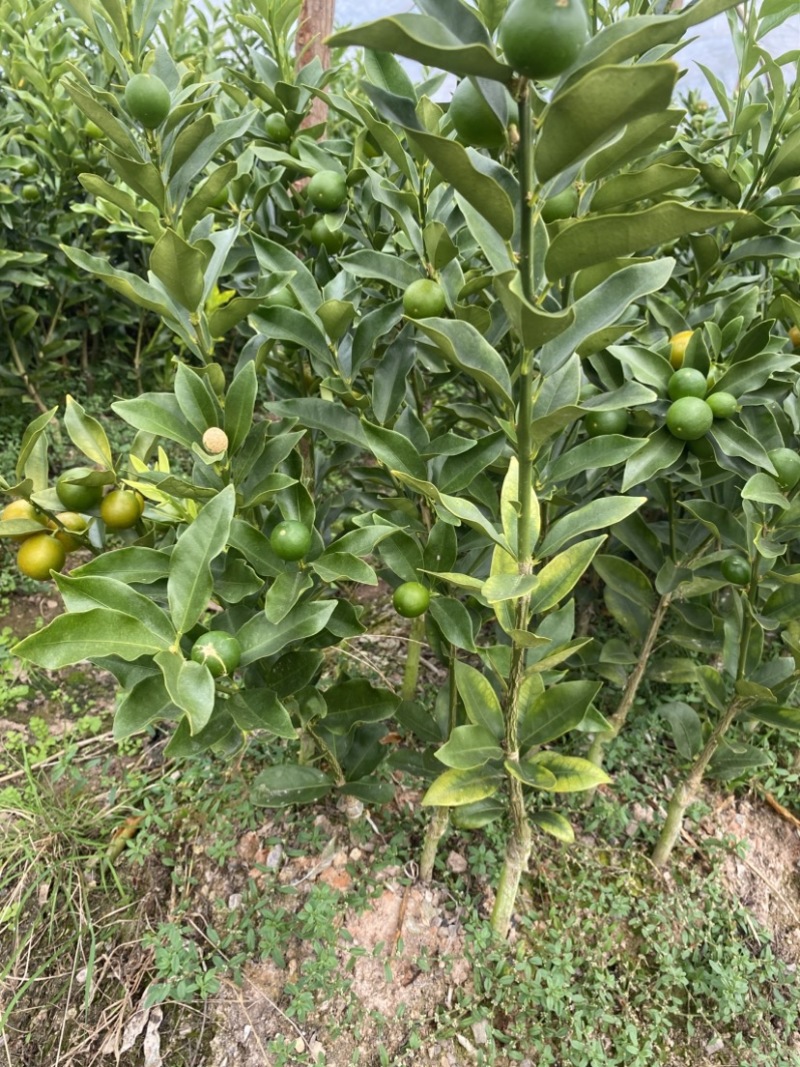 脆皮金桔苗（保证正宗）桂林脆皮金桔苗广西桂林发货