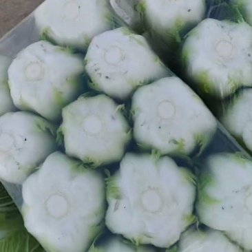 白菜