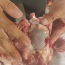 前腿骨